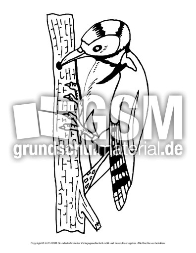 Ausmalbild-Specht.pdf